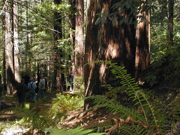 P-11_100_yr_forest_3.JPG (97632 bytes)